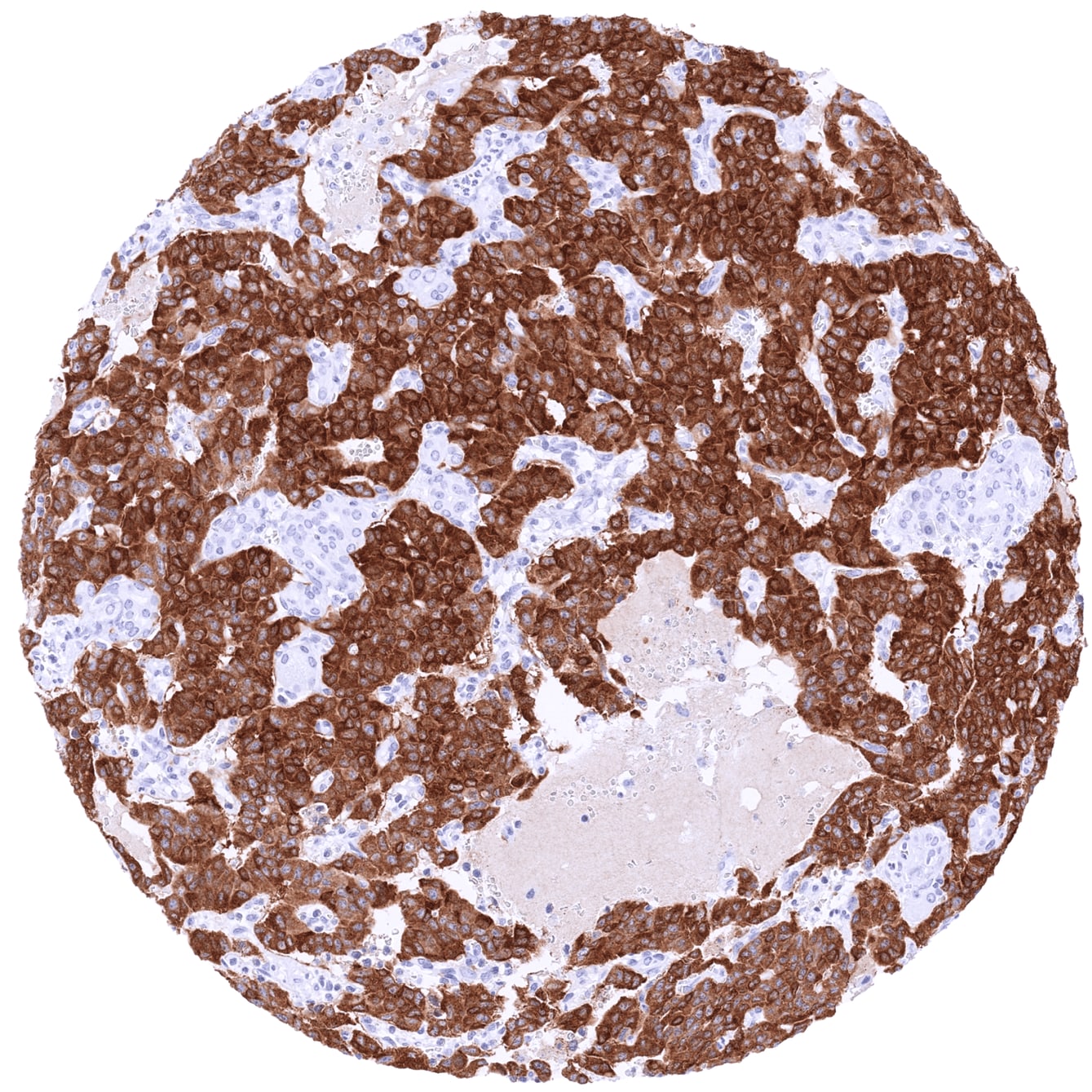 GAD2/GAD65 Antibody (MSVA-602M) - Azide and BSA Free