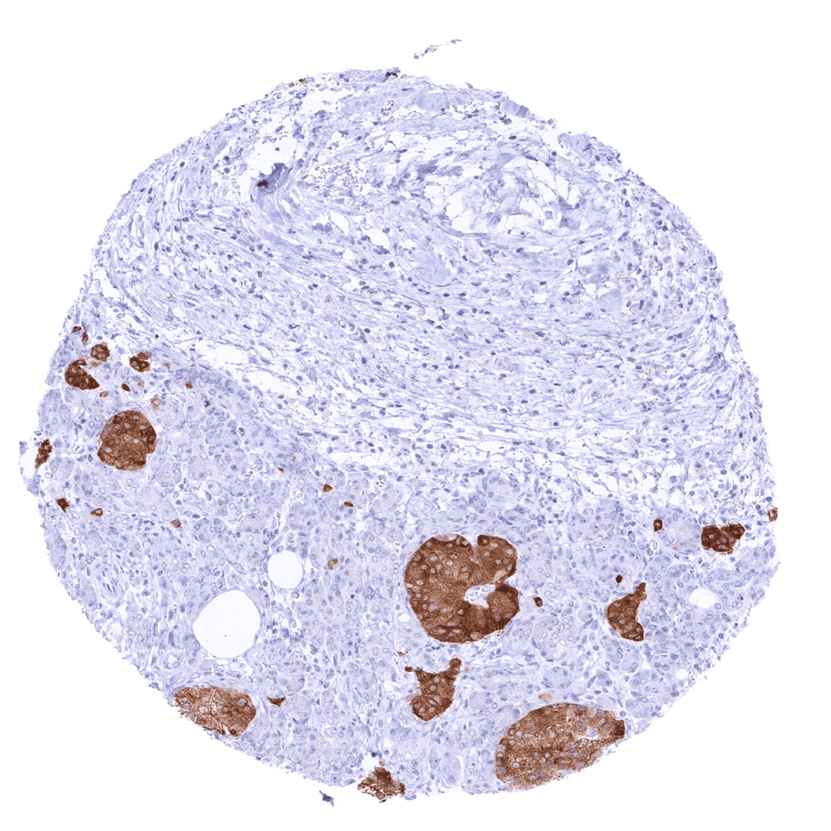GAD2/GAD65 Antibody (MSVA-602M) - Azide and BSA Free