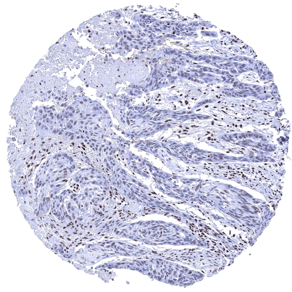 Ku80/XRCC5 Antibody (MSVA-880M) - Azide and BSA Free