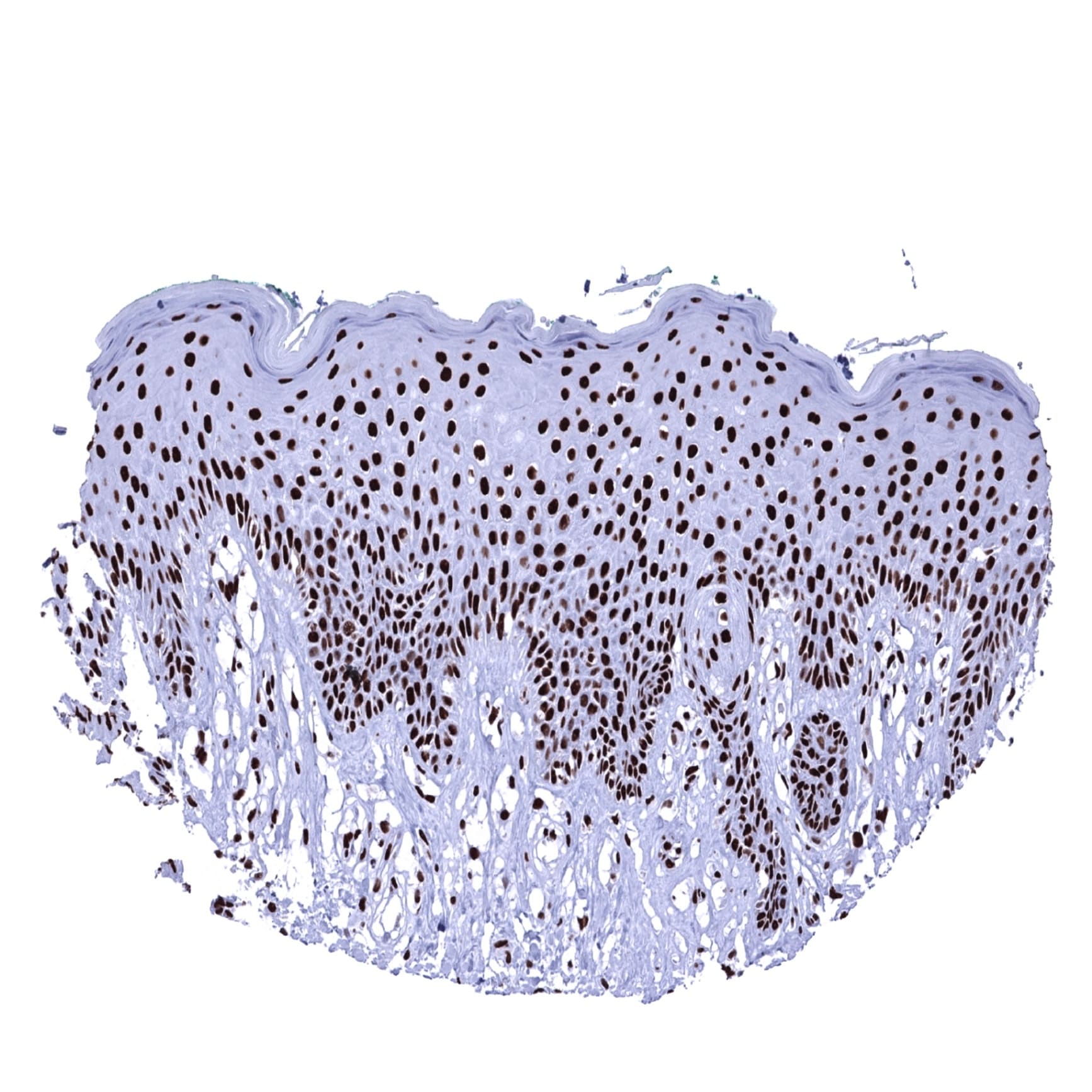 Ku80/XRCC5 Antibody (MSVA-880M) - Azide and BSA Free