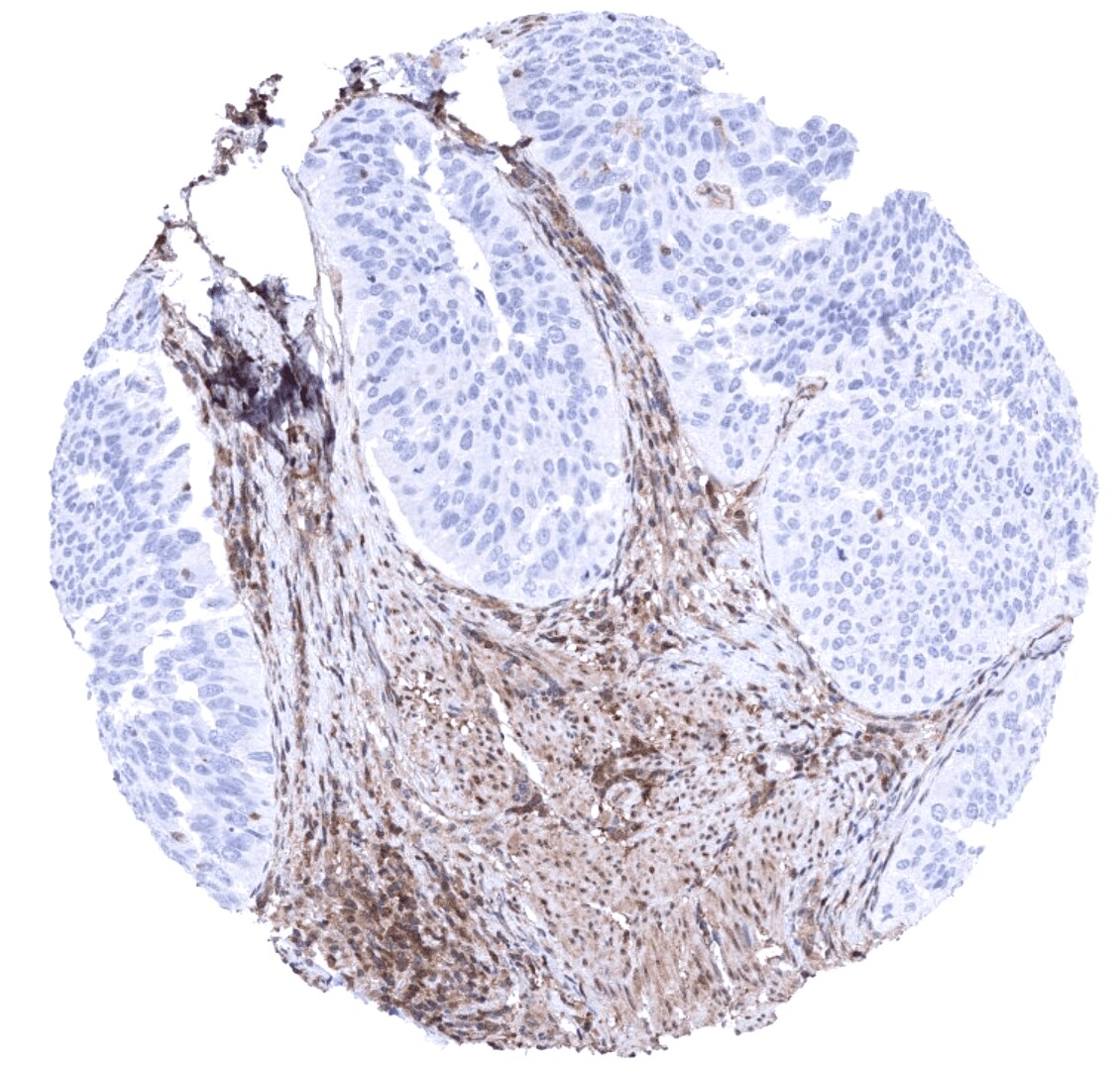 MTAP Antibody (MSVA-741R) - Azide and BSA Free