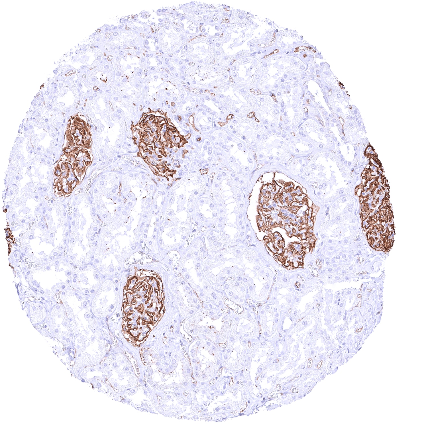 Podocalyxin Like Antibody (MSVA-645M) - Azide and BSA Free