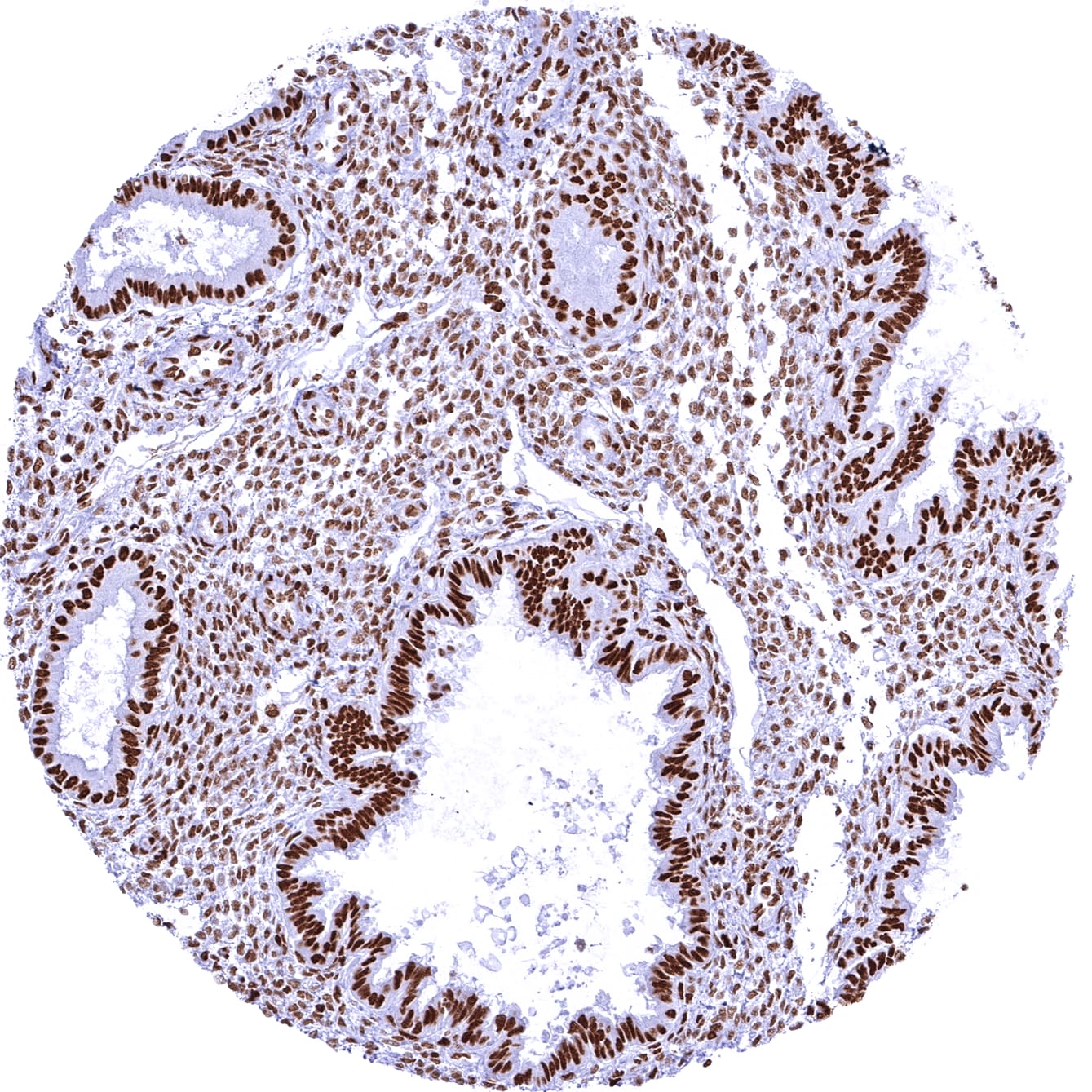 Brg1 Antibody (MSVA-397R) - Azide and BSA Free