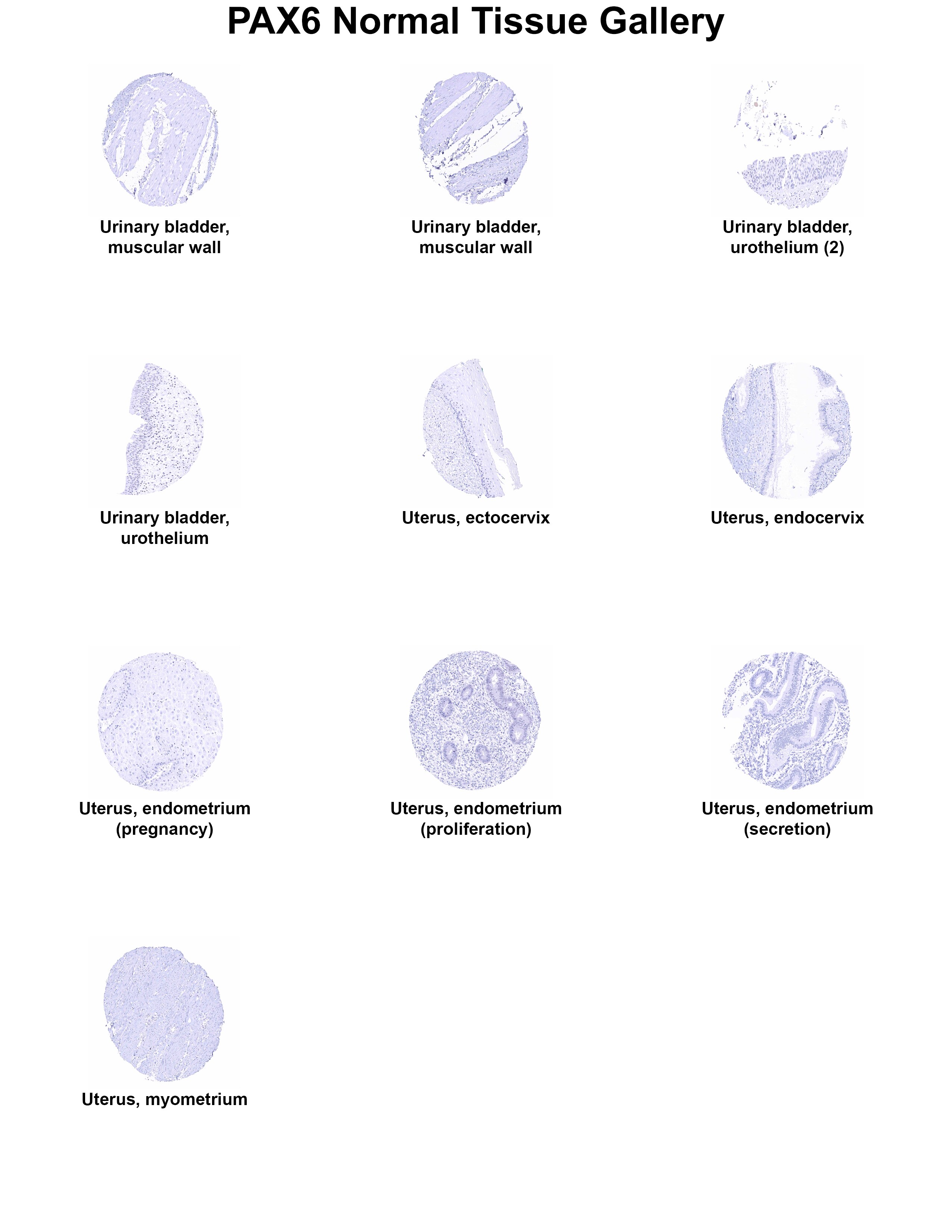 Pax6 Antibody (MSVA-706M) - Azide and BSA Free Pax6 Antibody (MSVA-706M) - Azide and BSA Free Pax6 Normal Tissue Gallery