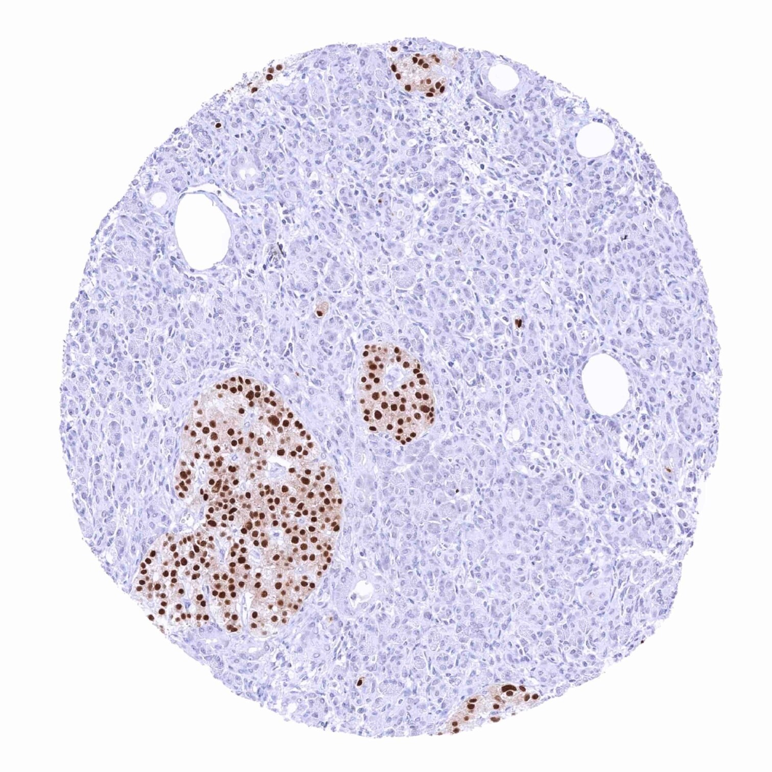 Pax6 Antibody (MSVA-706M) - Azide and BSA Free