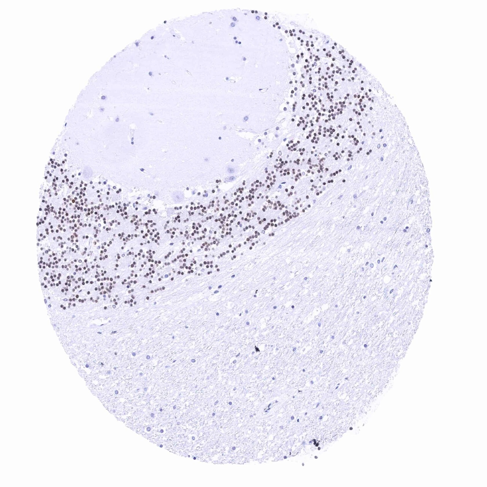 Pax6 Antibody (MSVA-706M) - Azide and BSA Free