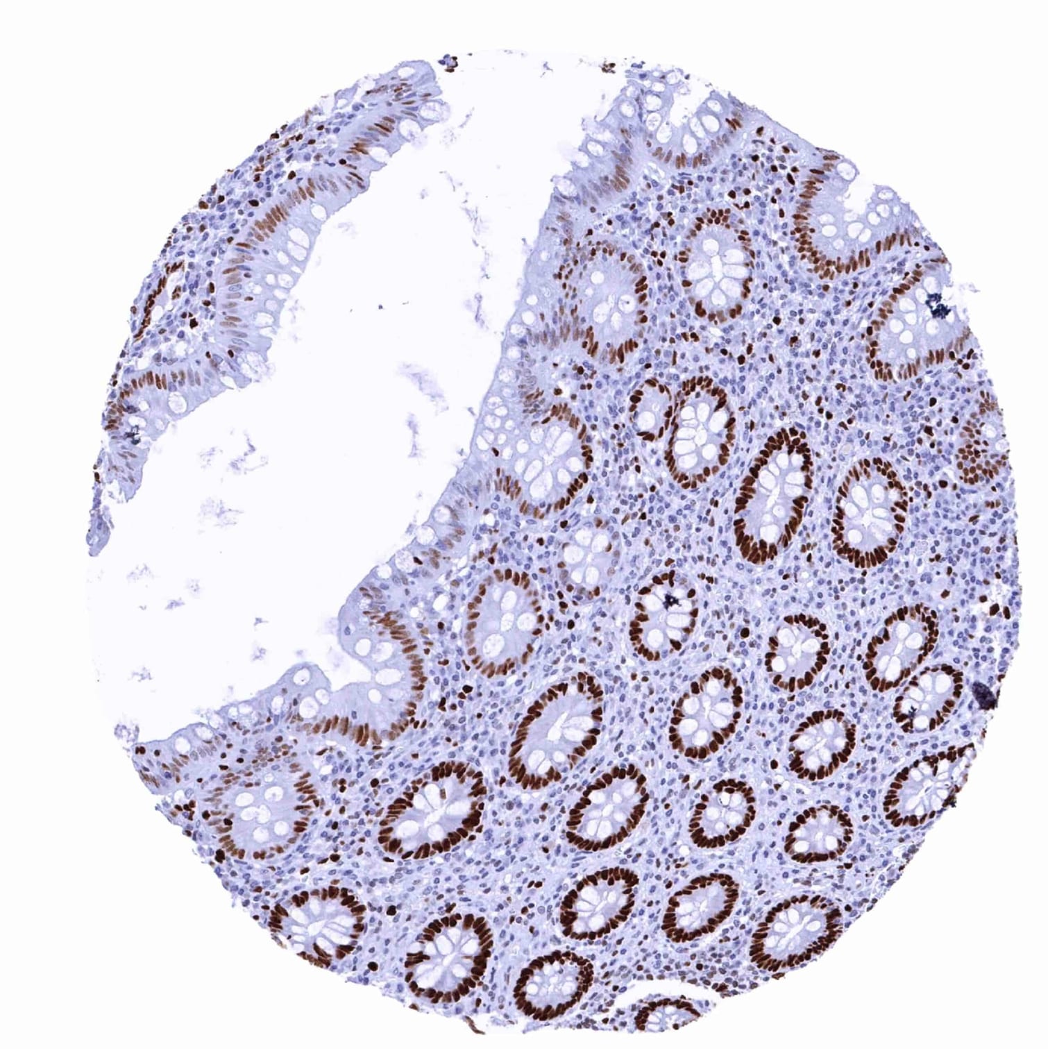 MCM2 Antibody (MSVA-502R) - Azide and BSA Free