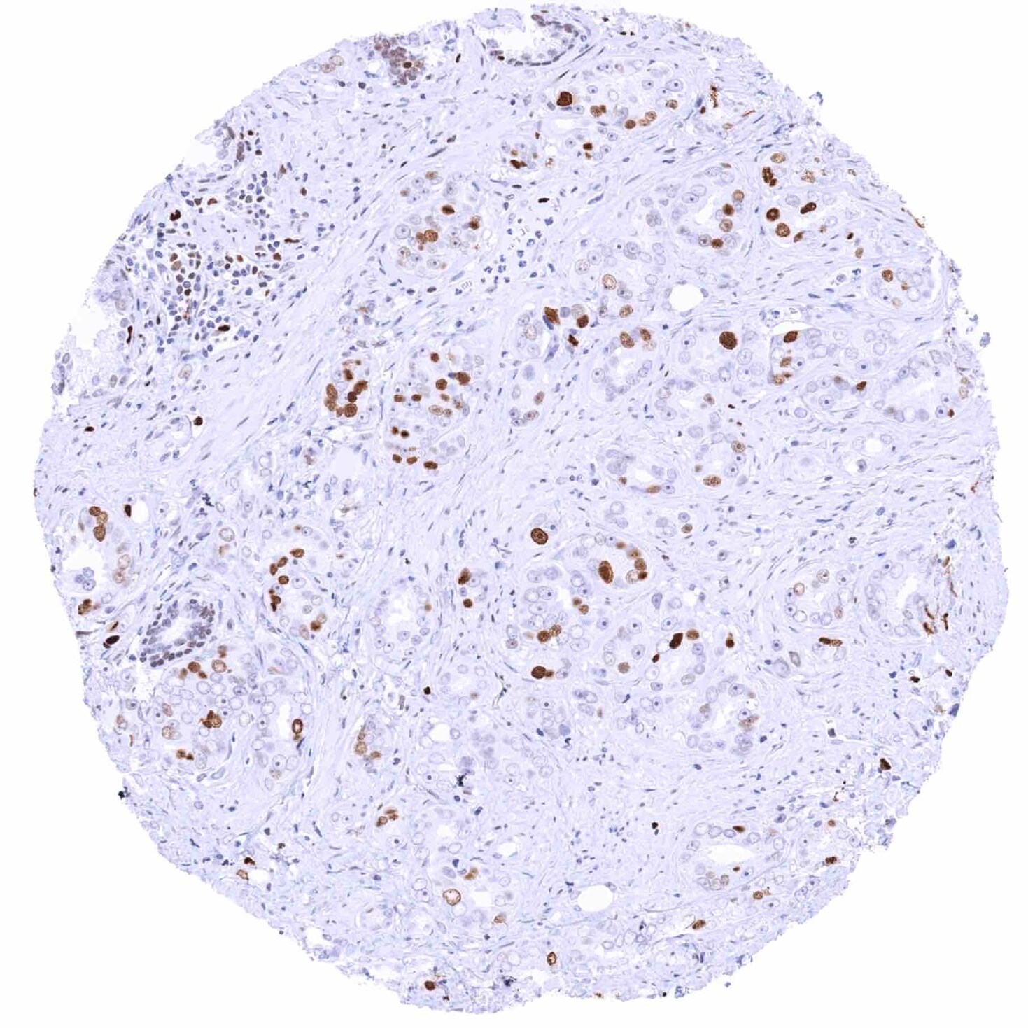 MCM2 Antibody (MSVA-502R) - Azide and BSA Free