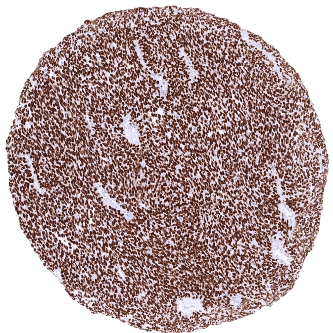 TLE1 Antibody (MSVA-856R) - Azide and BSA Free