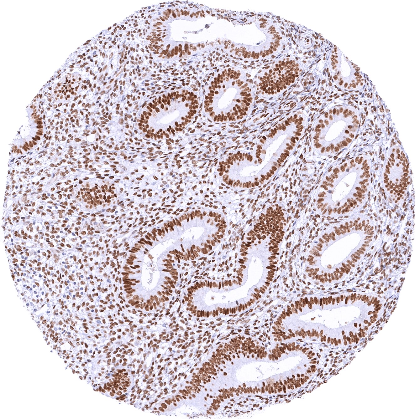 TLE1 Antibody (MSVA-856R) - Azide and BSA Free