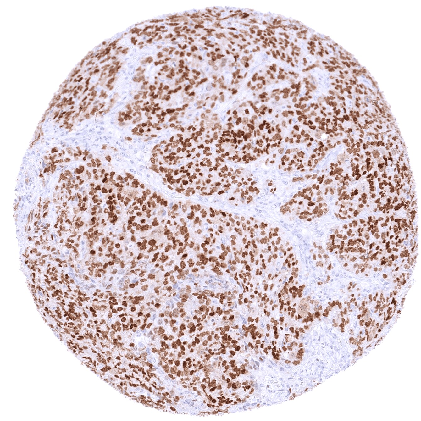SOX10 Antibody (MSVA-710R) - Azide and BSA Free