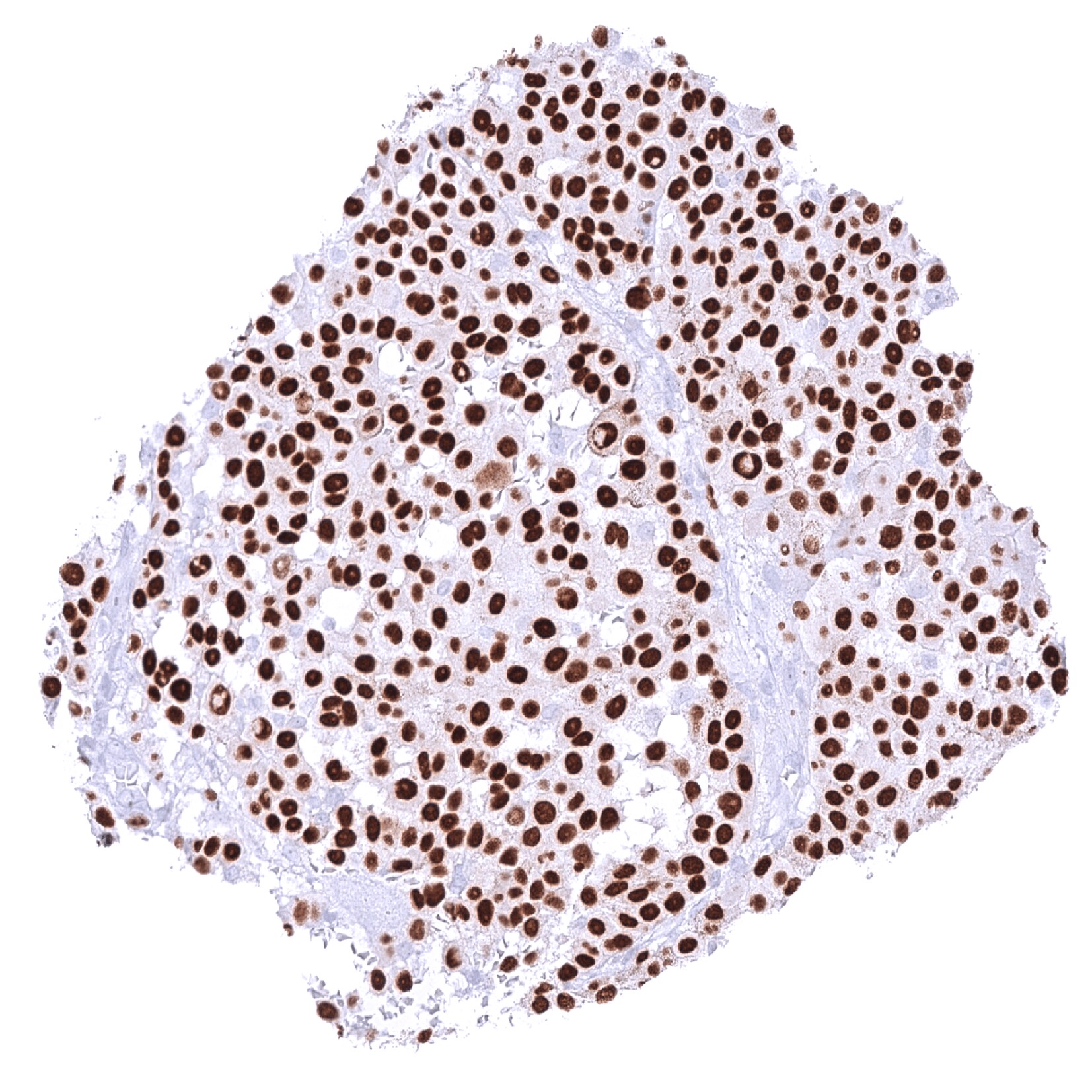 SOX10 Antibody (MSVA-710R) - Azide and BSA Free