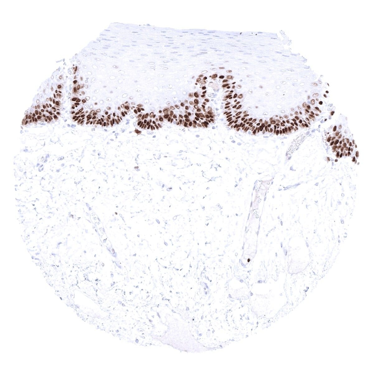 MCM5 Antibody (MSVA-505R) - Azide and BSA Free