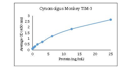 TIM-3 Antibody