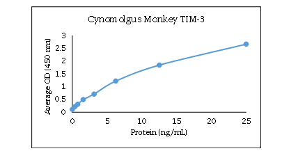 TIM-3 Antibody [Biotin]