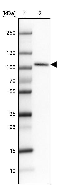 SATB2 Antibody (CL0323) - BSA Free