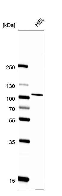 SATB2 Antibody (CL0323) - BSA Free