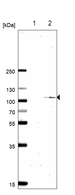 SATB2 Antibody (CL0323) - BSA Free