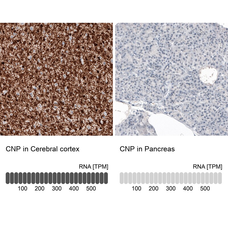 CNPase Antibody (CL2887) - BSA Free