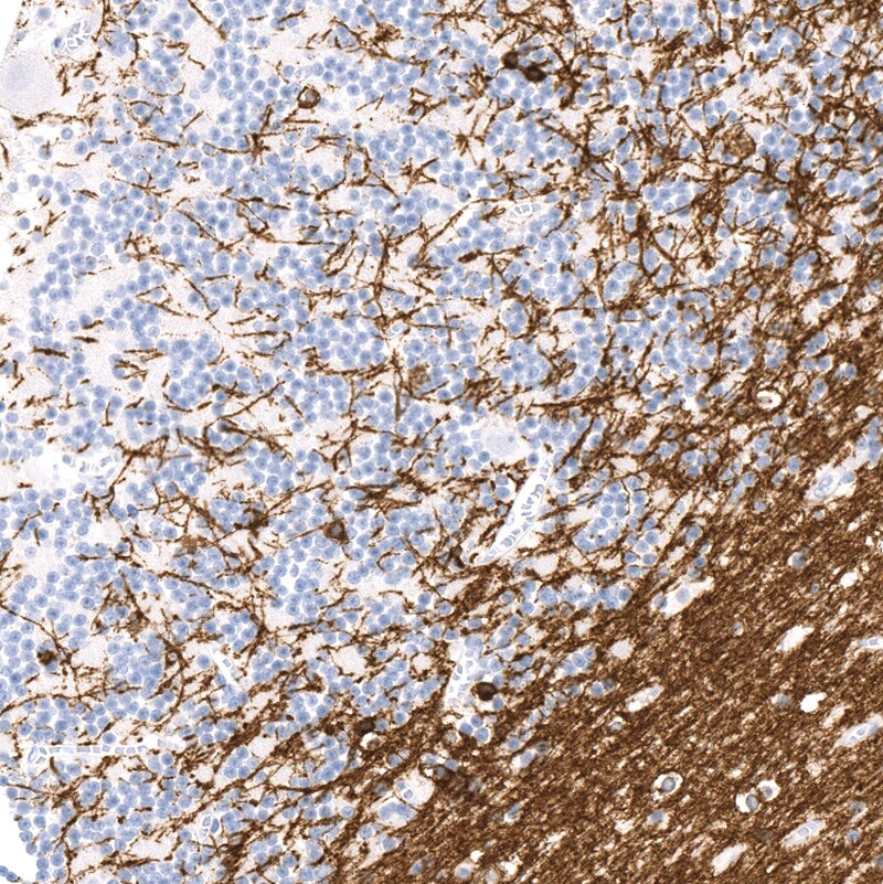 CNPase Antibody (CL2887) - BSA Free