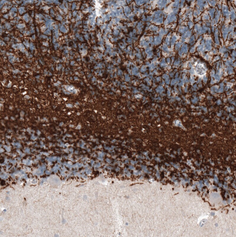 CNPase Antibody (CL2887) - BSA Free