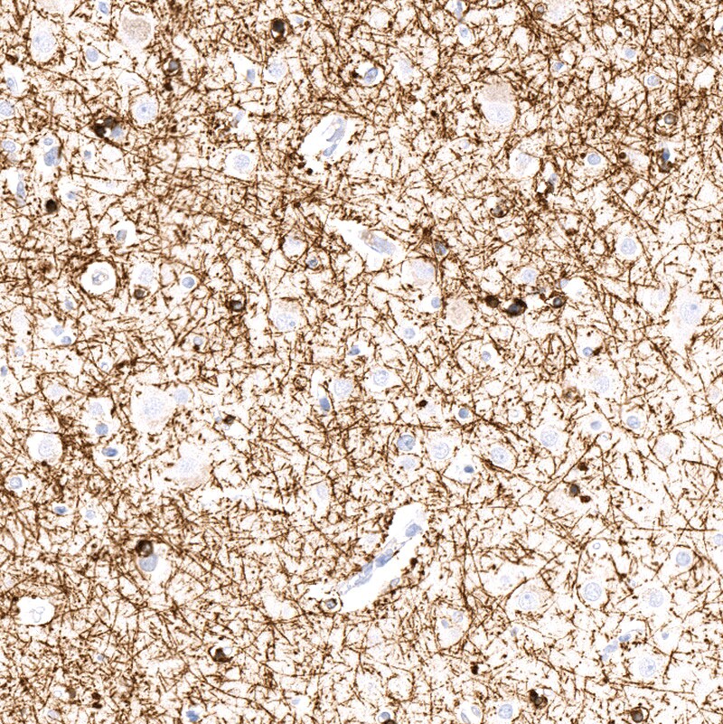 CNPase Antibody (CL2887) - BSA Free