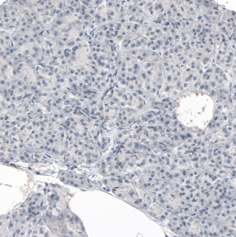 CNPase Antibody (CL2887) - BSA Free