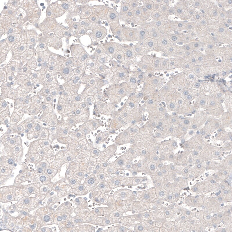 CNPase Antibody (CL2887) - BSA Free