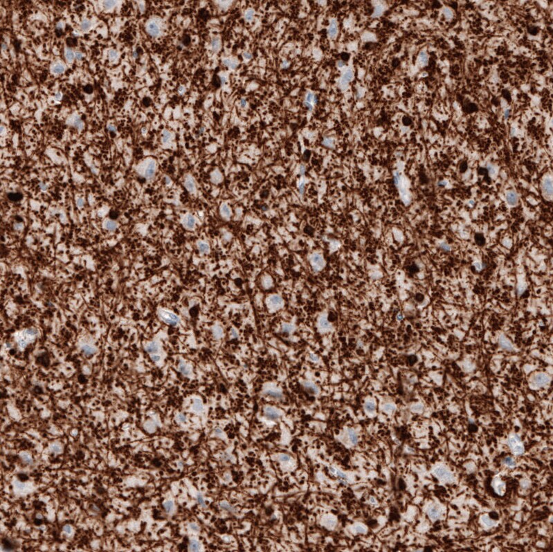 CNPase Antibody (CL2887) - BSA Free