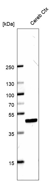 CNPase Antibody (CL2887) - BSA Free