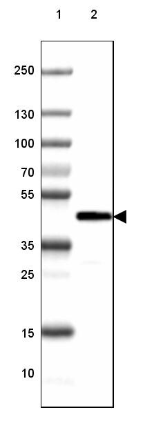 CNPase Antibody (CL2887) - BSA Free
