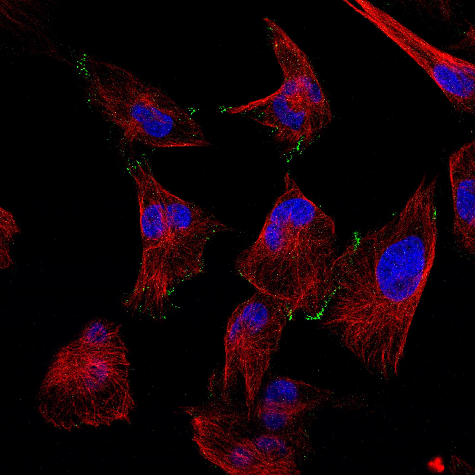 N-Cadherin Antibody (CL3716) - BSA Free