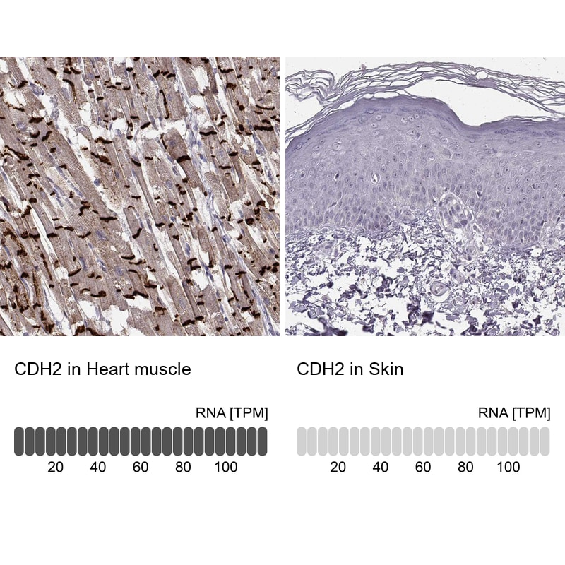 N-Cadherin Antibody (CL3716) - BSA Free