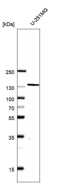 N-Cadherin Antibody (CL3716) - BSA Free