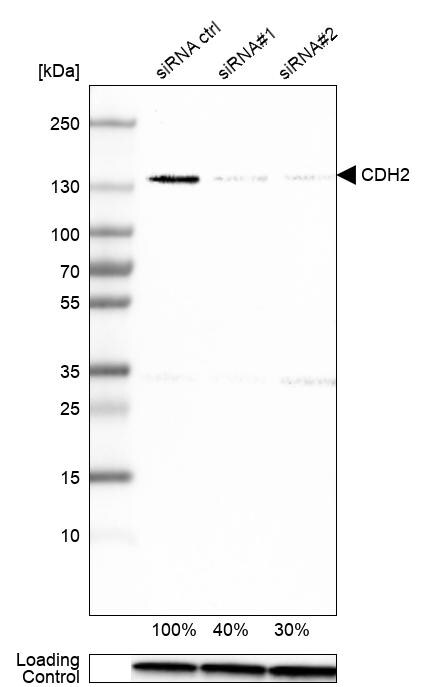 N-Cadherin Antibody (CL3716) - BSA Free