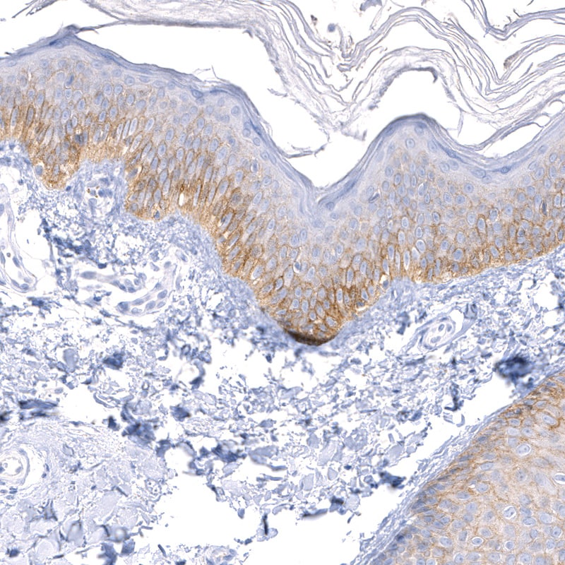 Carbonic Anhydrase XII/CA12 Antibody (CL0280) - BSA Free