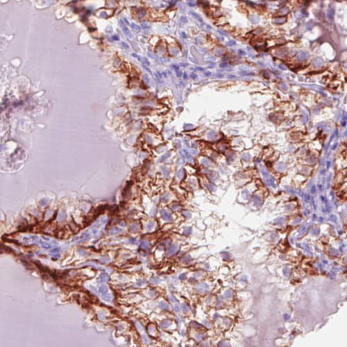 Carbonic Anhydrase XII/CA12 Antibody (CL0280) - BSA Free