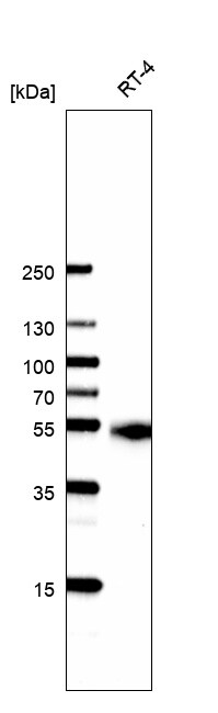 Carbonic Anhydrase XII/CA12 Antibody (CL0280) - BSA Free