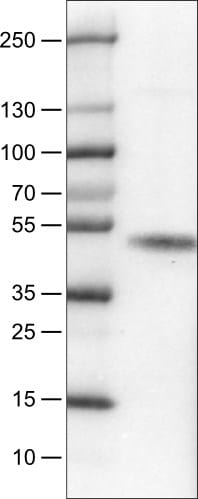 Carbonic Anhydrase XII/CA12 Antibody (CL0280) - BSA Free