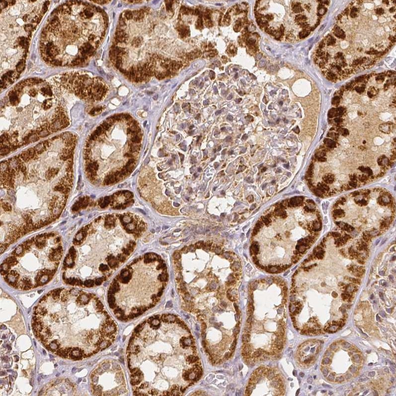 Rhot1 Antibody (CL1083) - BSA Free