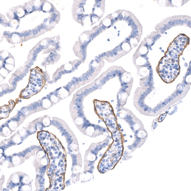 Laminin alpha 5 Antibody (CL3118) - BSA Free