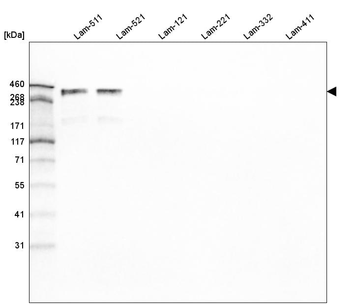 Laminin alpha 5 Antibody (CL3118) - BSA Free