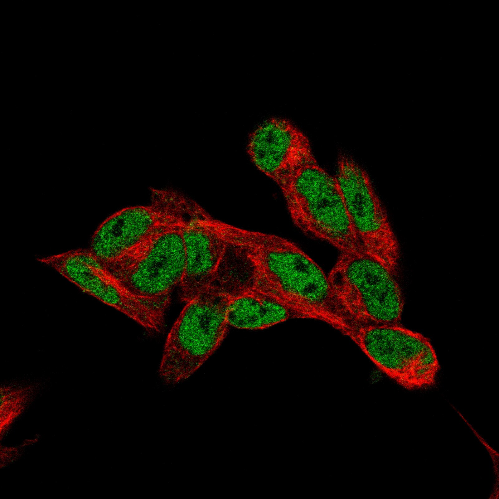 CDP/CUTL1 Antibody (CL5275) - BSA Free
