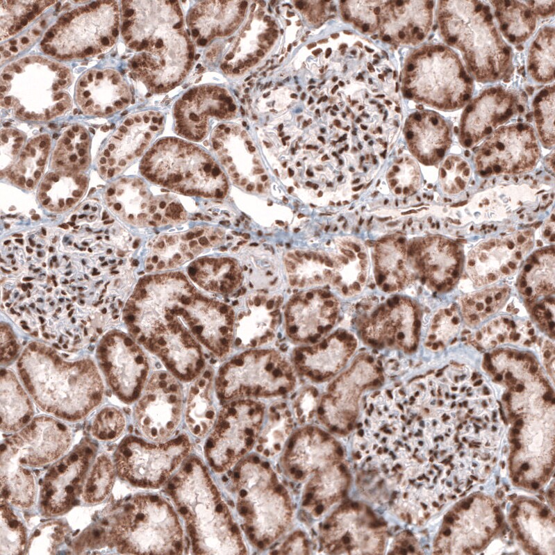CDP/CUTL1 Antibody (CL5275) - BSA Free