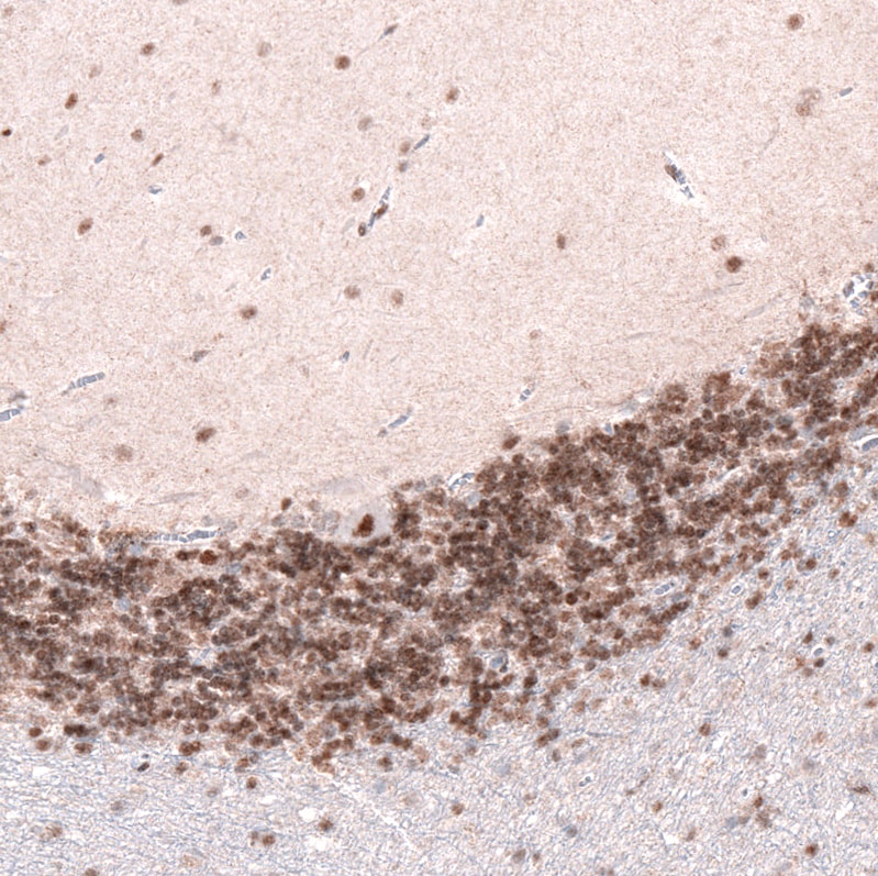 CDP/CUTL1 Antibody (CL5275) - BSA Free