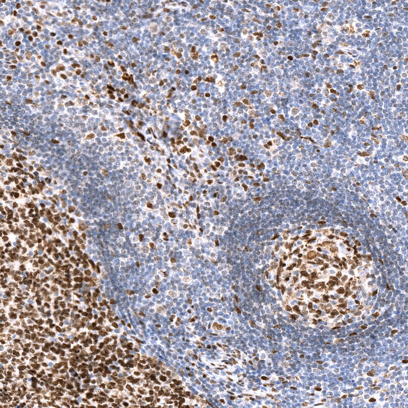 CDP/CUTL1 Antibody (CL5275) - BSA Free
