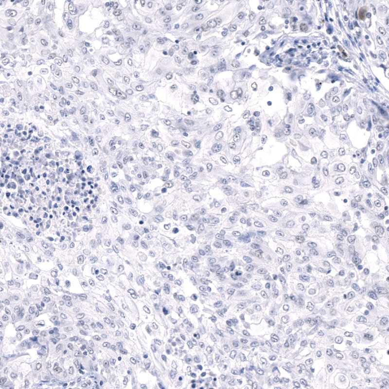 MUC5AC Antibody (CL8961) - BSA Free