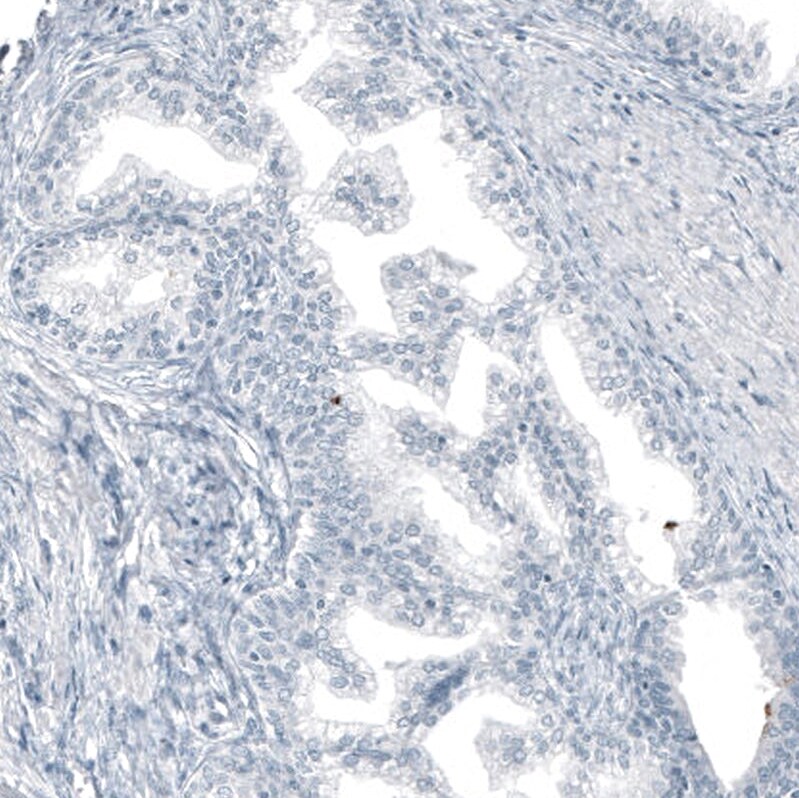 MUC5AC Antibody (CL8961) - BSA Free
