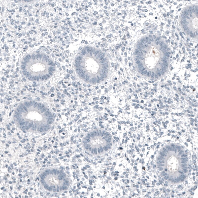 MUC5AC Antibody (CL8961) - BSA Free