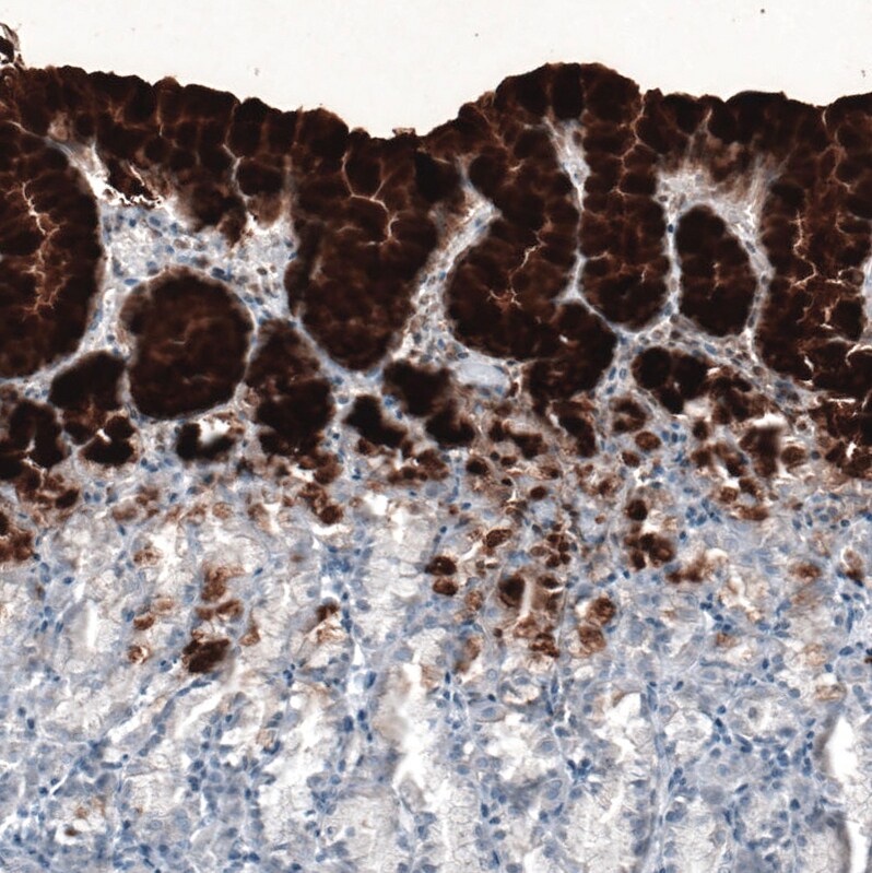 MUC5AC Antibody (CL8961) - BSA Free
